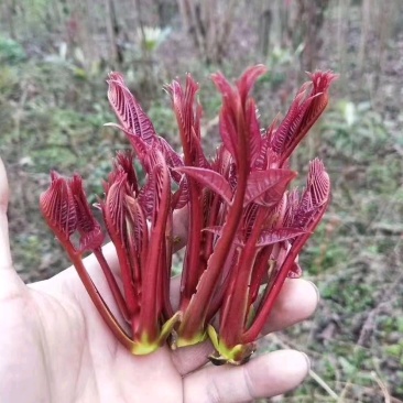香椿芽