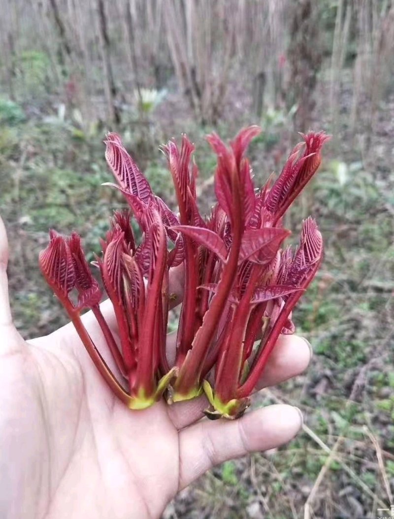 香椿芽