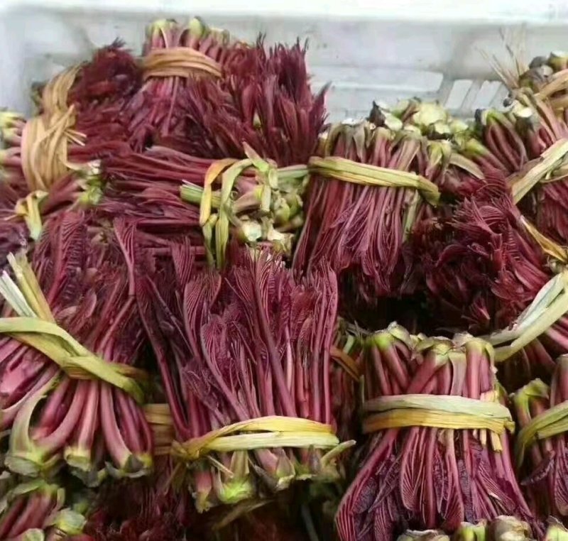 香椿芽