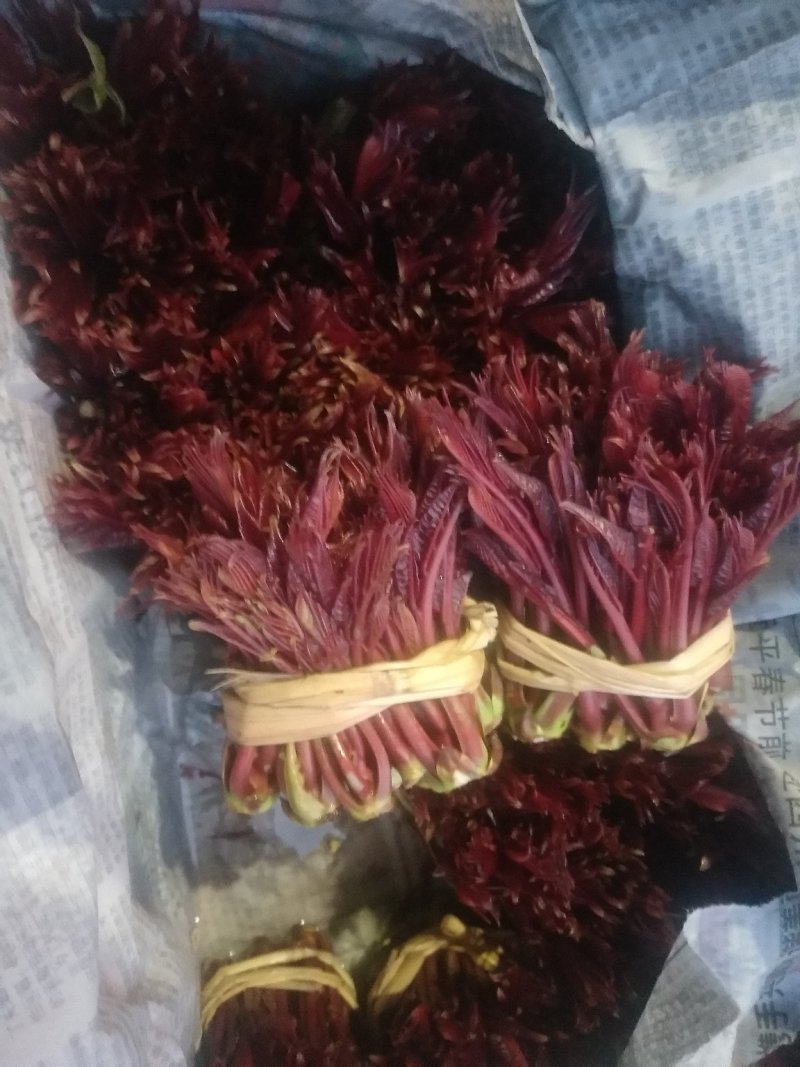 香椿芽