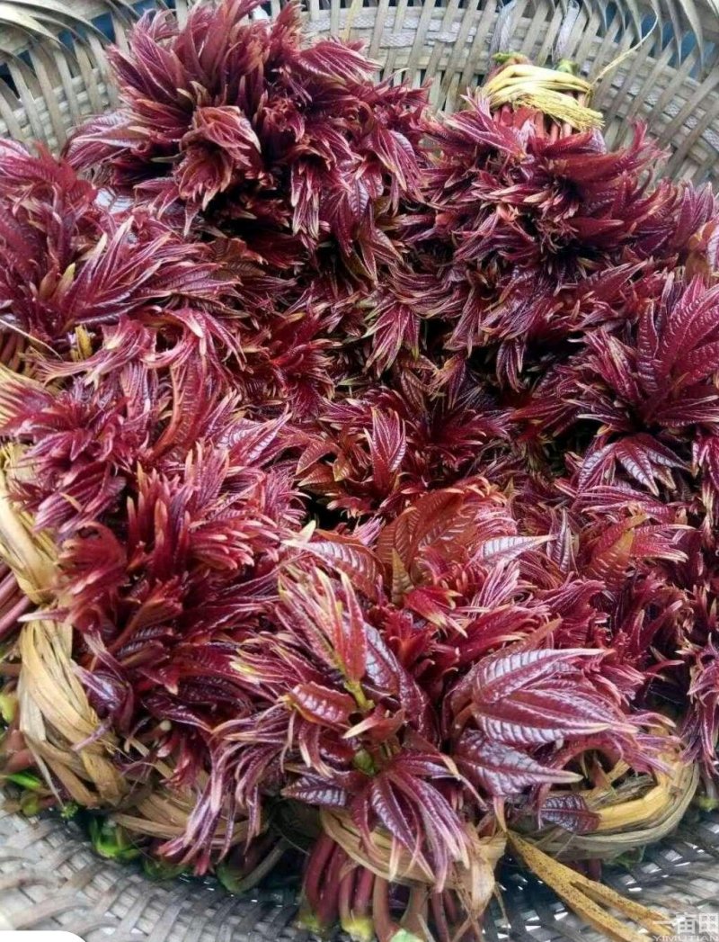香椿芽