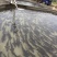 鲟鱼西杂
