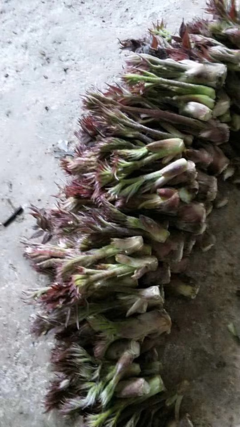 刺嫩牙2023年刺嫩芽大量上市了