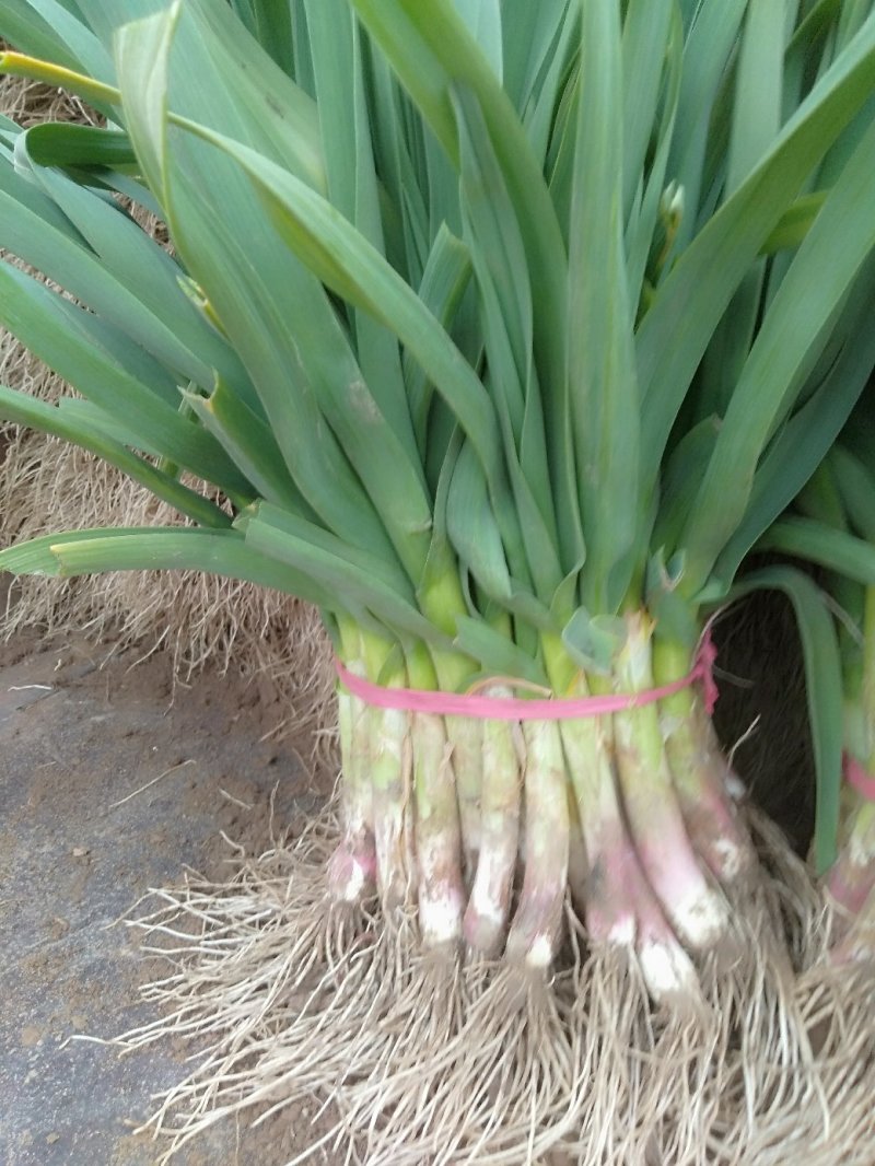 蒜苗