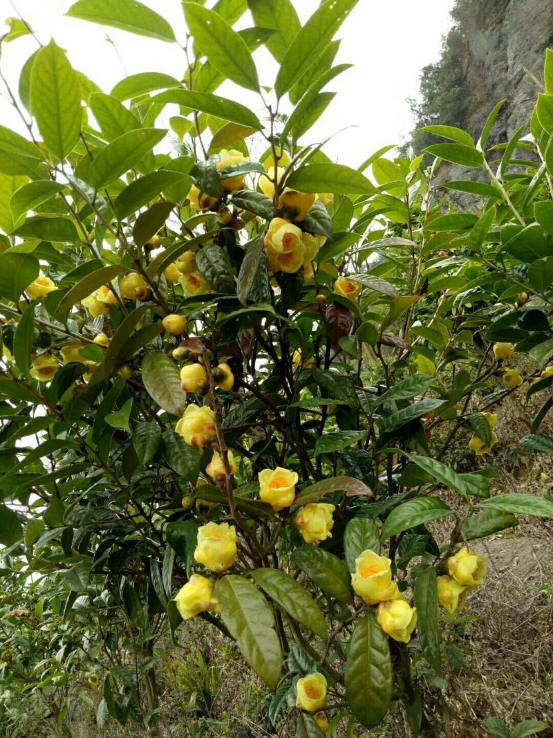 金花茶5一6年开花大苗，带土球。