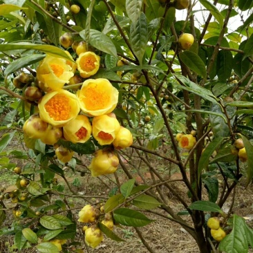 金花茶5一6年开花大苗，带土球。