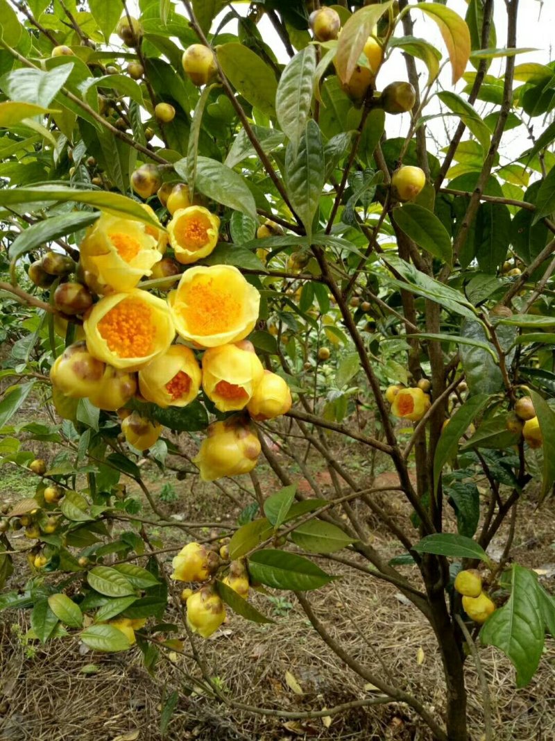 金花茶5一6年开花大苗，带土球。
