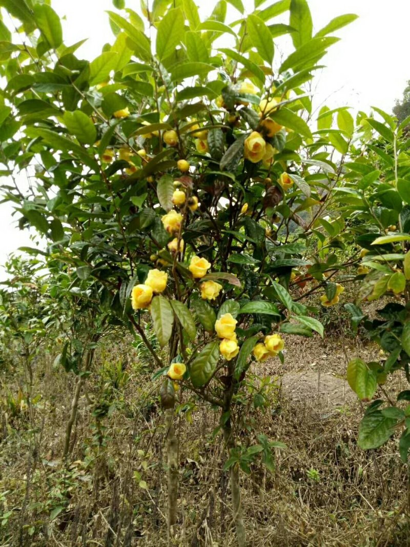 金花茶5一6年开花大苗，带土球。