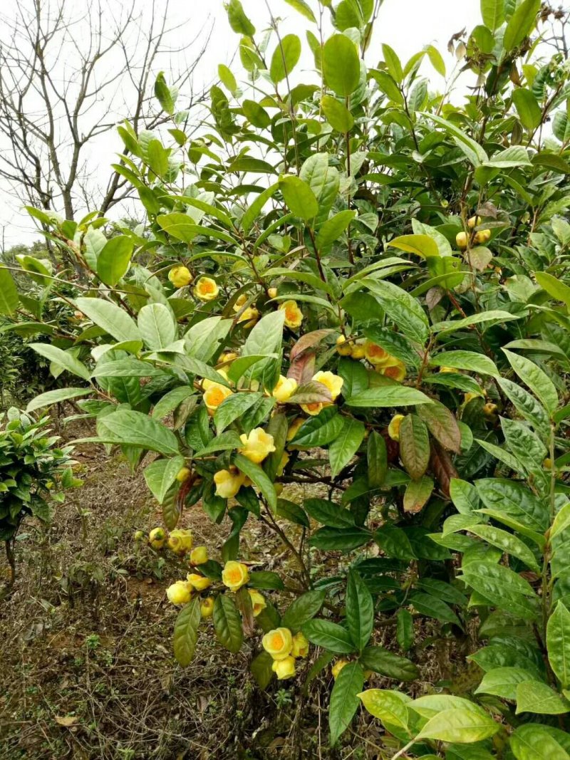 金花茶5一6年开花大苗，带土球。