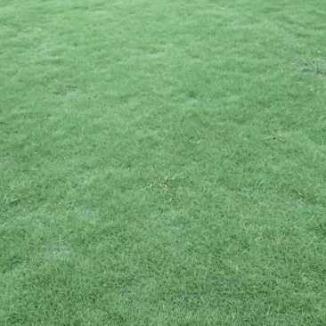 大叶油草+马尼拉
