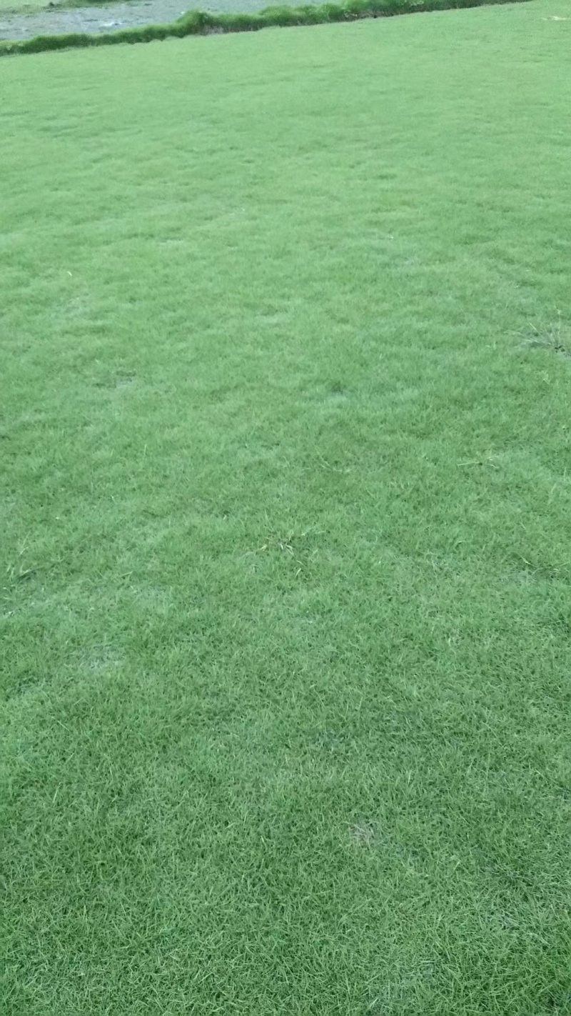 大叶油草+马尼拉