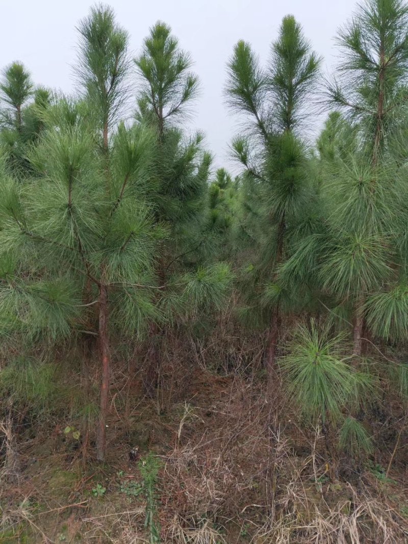 8-10公分湿地松，湿地松树苗