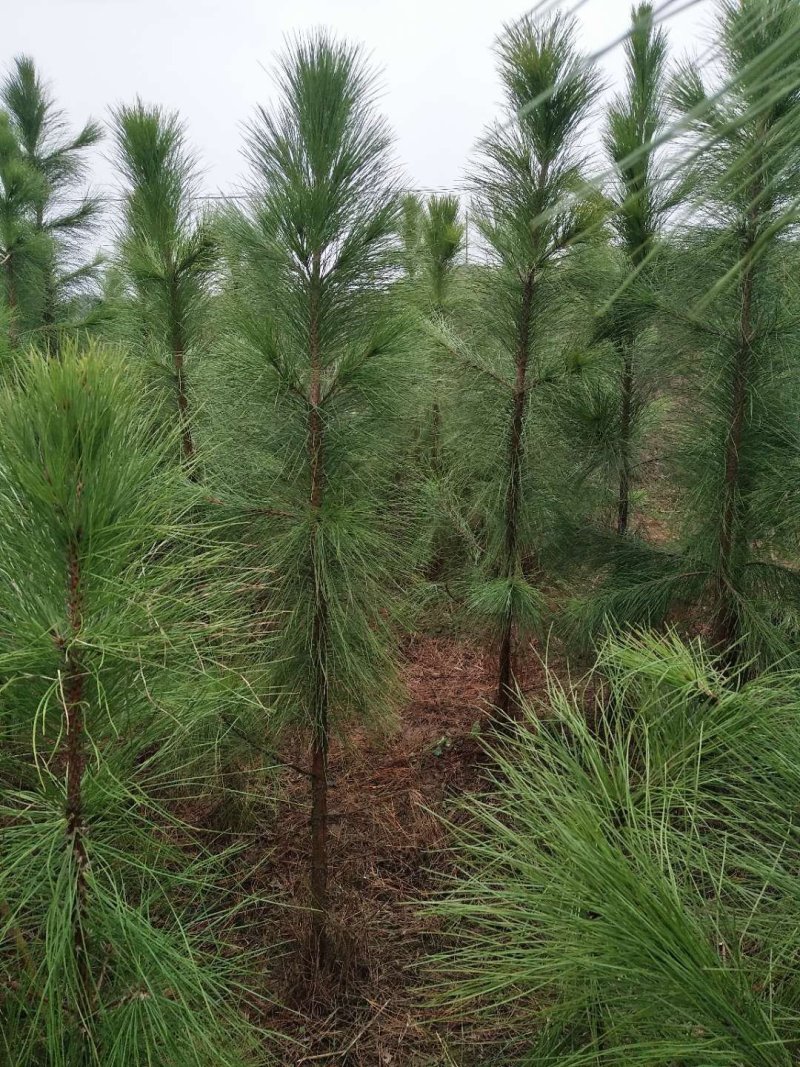 8-10公分湿地松，湿地松树苗