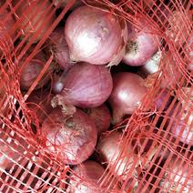 供应精品缅甸葱，纯缅葱进口的，是各大市场畅销的好葱。