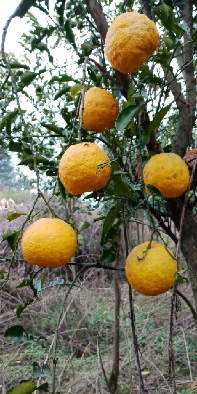香橼树苗
