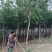香橼树苗