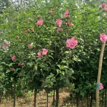 木槿