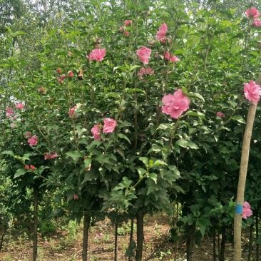 木槿