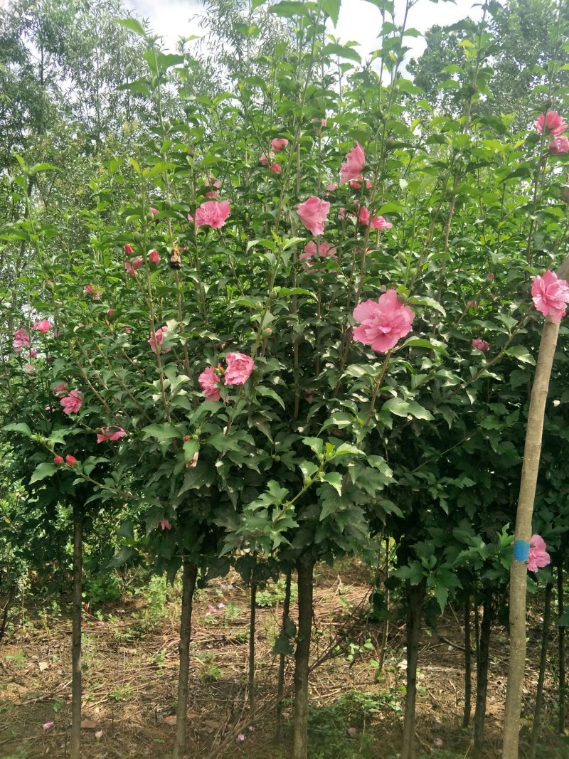 木槿