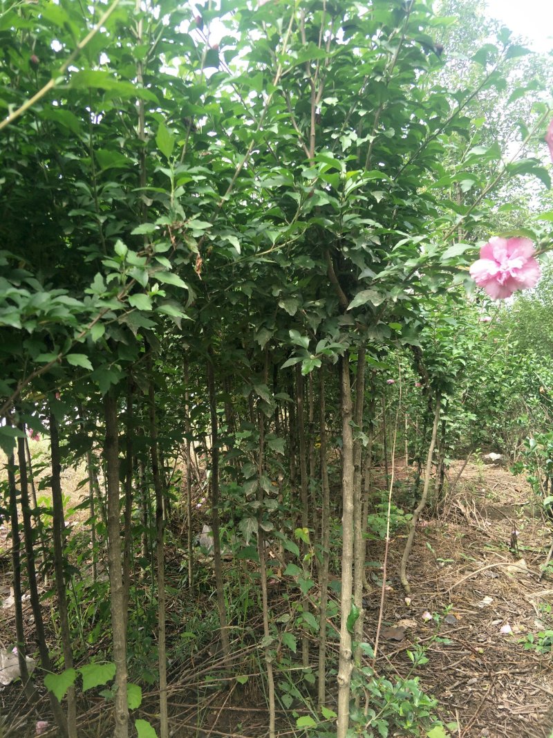木槿