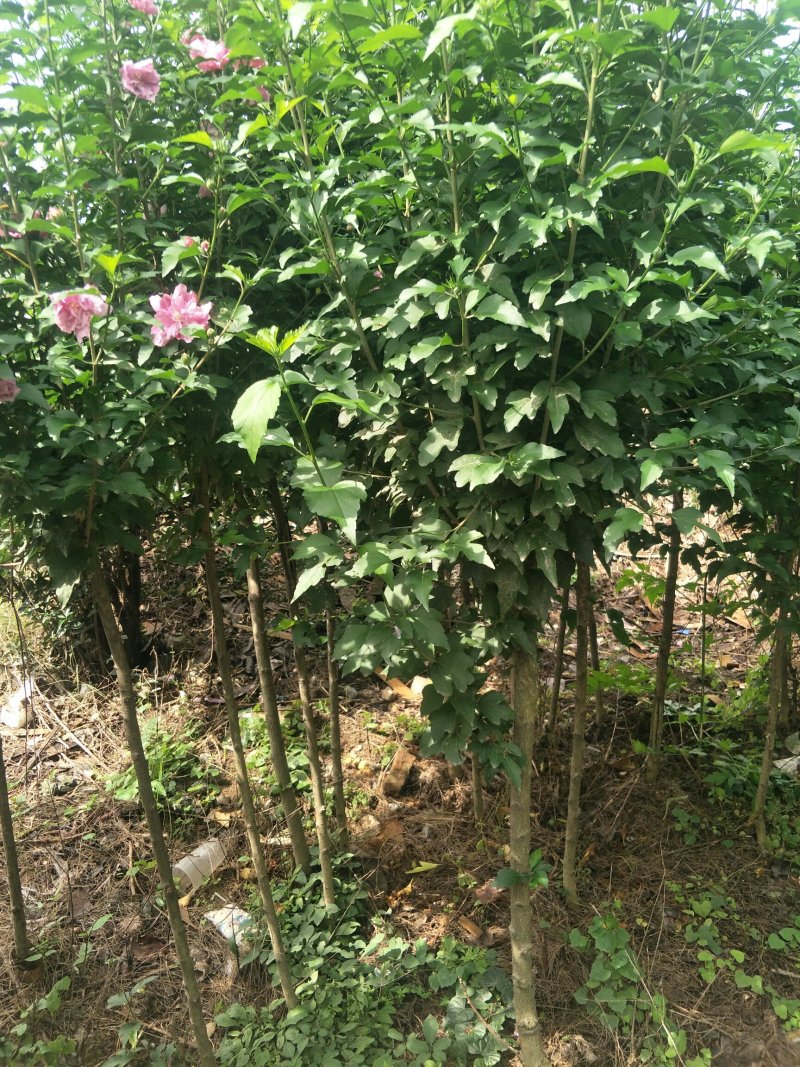 木槿