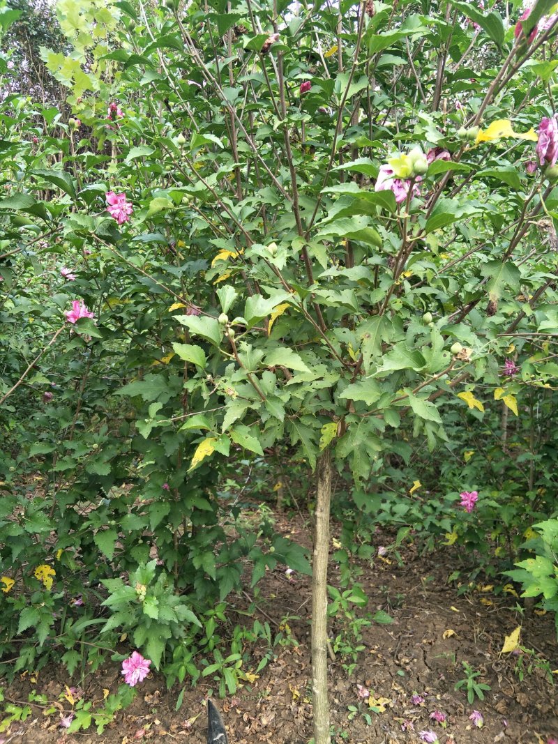 木槿