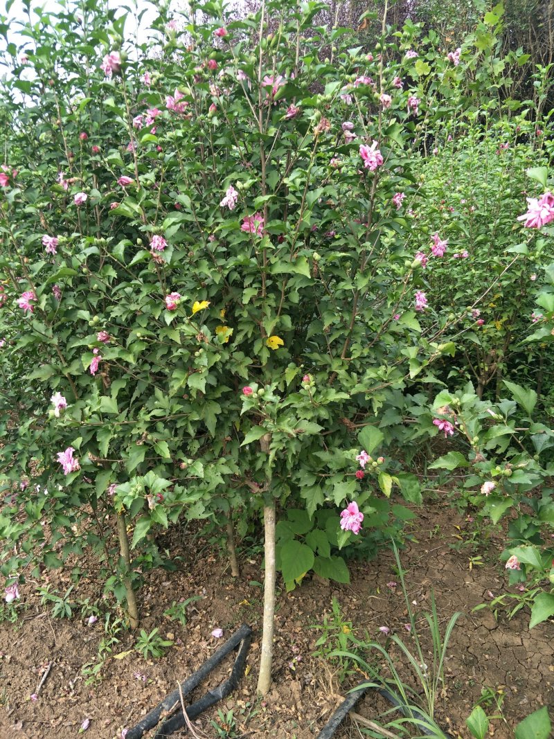 木槿