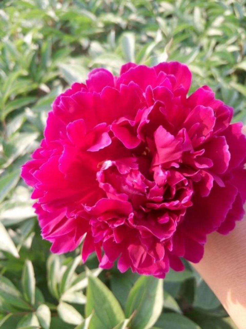 芍药花苗，菏泽基地销售，重瓣观赏芍药，保品种，现要现挖