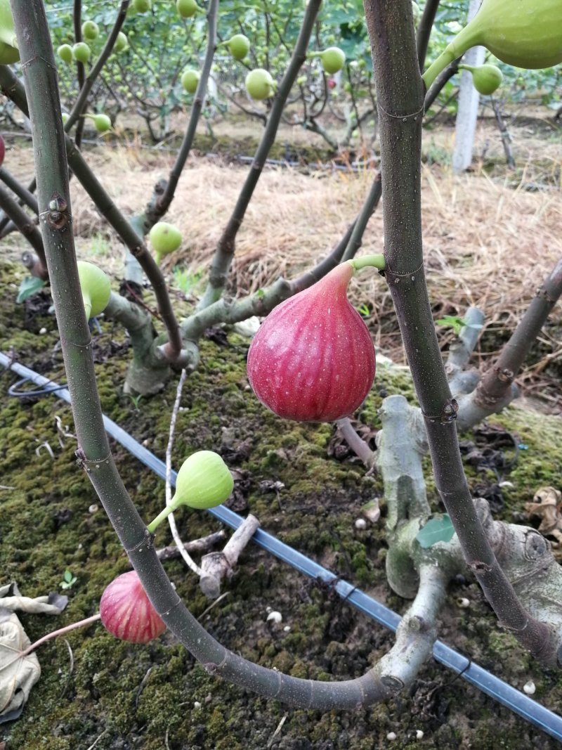 供应无花果种条！