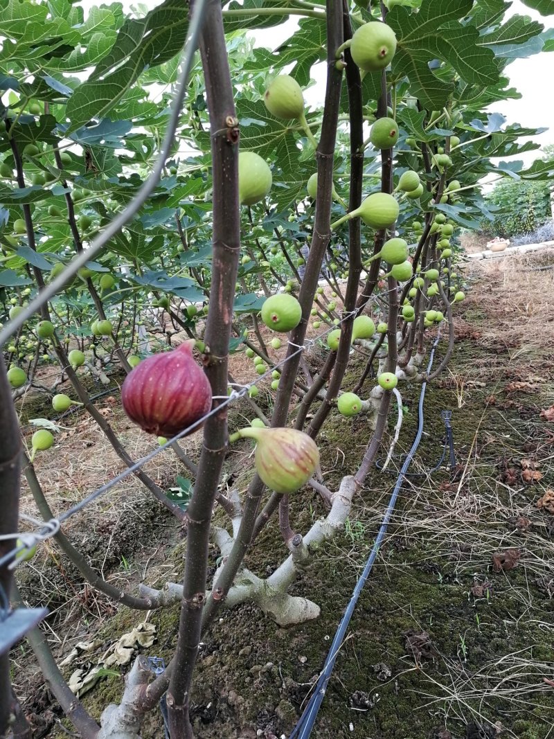 供应无花果种条！