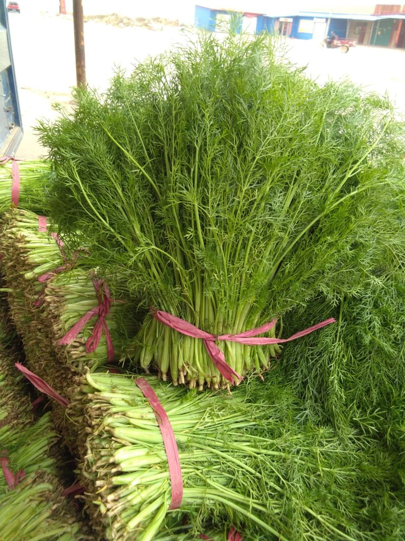 茴香，(色绿、匀实、干巴)，做活整齐，欢迎采购有拔根茴香