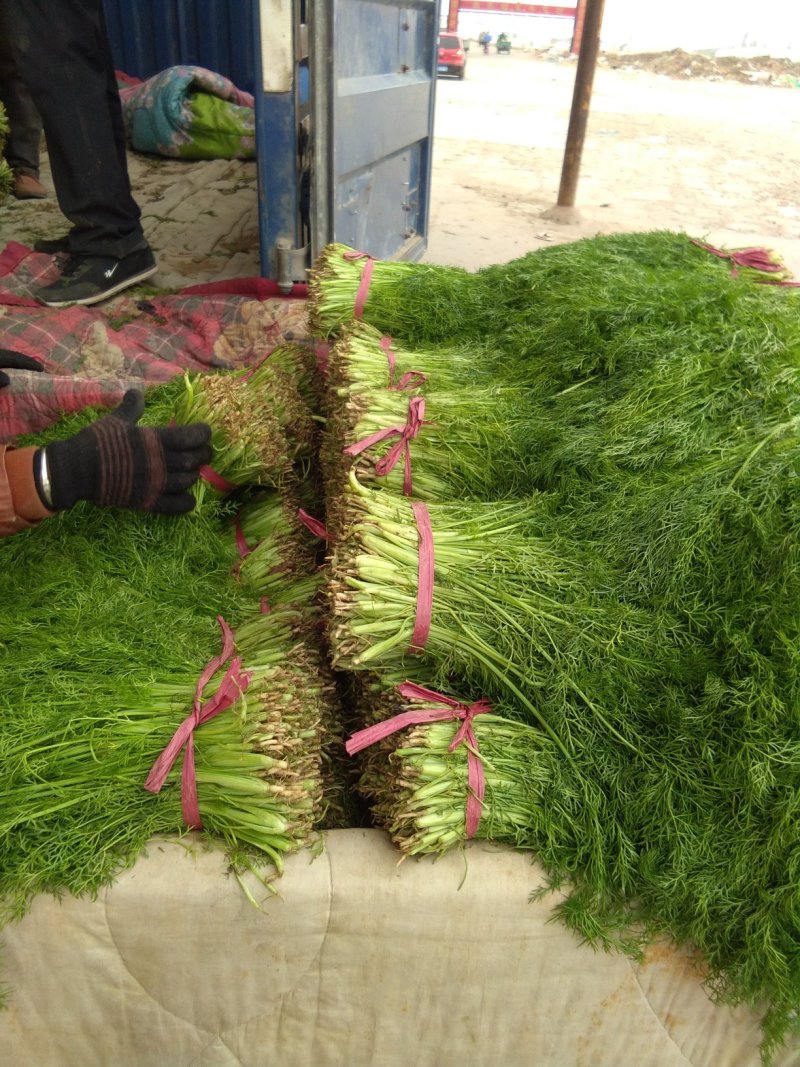 茴香，(色绿、匀实、干巴)，做活整齐，欢迎采购有拔根茴香