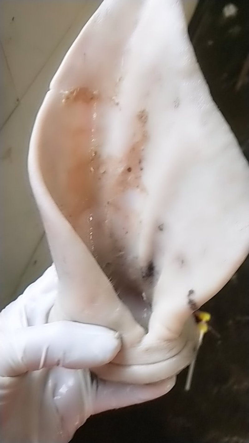 牛耳朵，水退火烧去毛干净