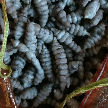 螺丝菜种子