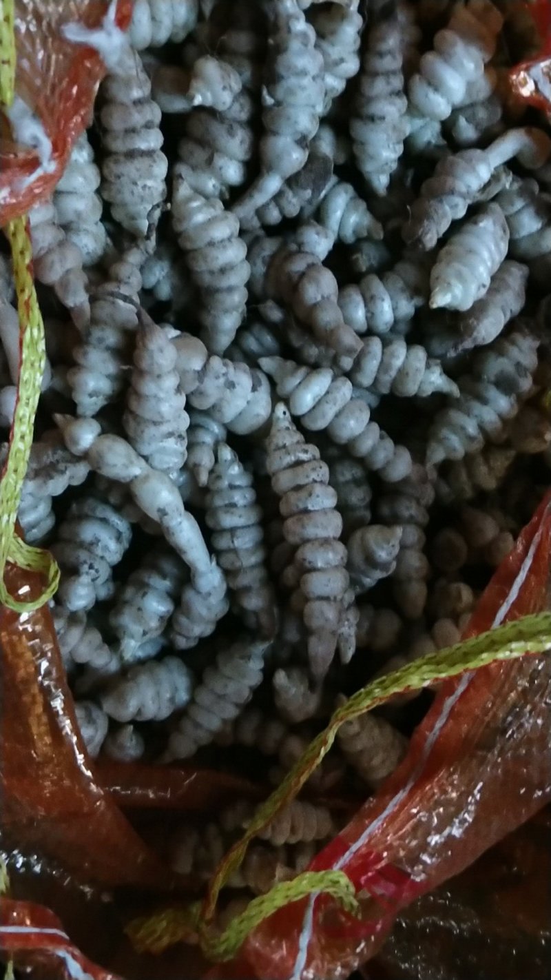 螺丝菜种子