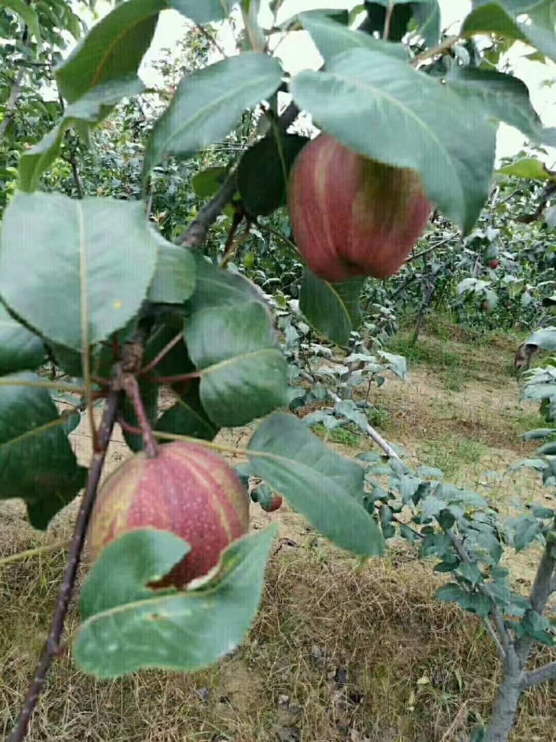 早酥红梨苗，基地大量出售梨树苗，新梨7号梨树苗。
