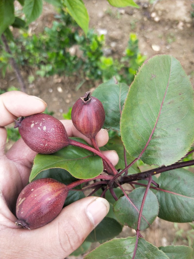 早酥红梨苗，基地大量出售梨树苗，新梨7号梨树苗。