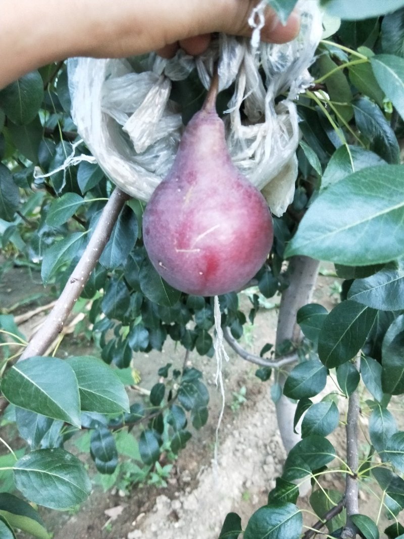 早酥红梨苗，基地大量出售梨树苗，新梨7号梨树苗。