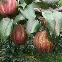 早酥红梨苗，基地大量出售梨树苗，新梨7号梨树苗。