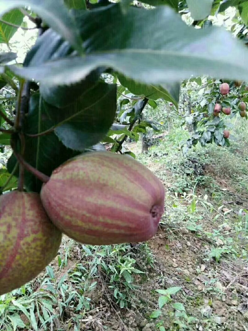 早酥红梨苗，基地大量出售梨树苗，新梨7号梨树苗。