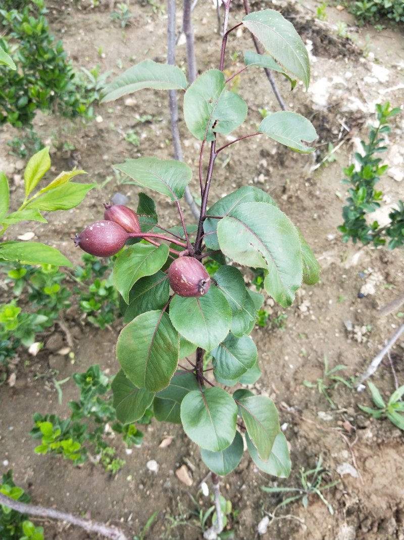 早酥红梨苗，基地大量出售梨树苗，新梨7号梨树苗。