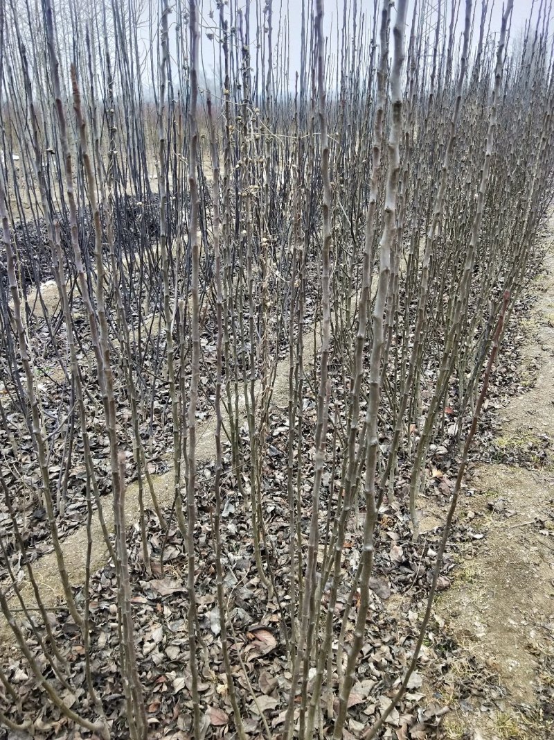 早酥红梨苗，基地大量出售梨树苗，新梨7号梨树苗。