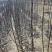 早酥红梨苗，基地大量出售梨树苗，新梨7号梨树苗。