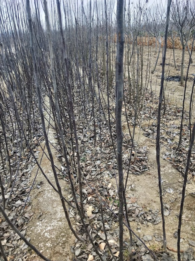 早酥红梨苗，基地大量出售梨树苗，新梨7号梨树苗。