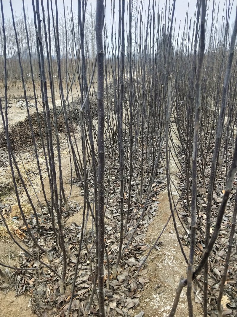 早酥红梨苗，基地大量出售梨树苗，新梨7号梨树苗。