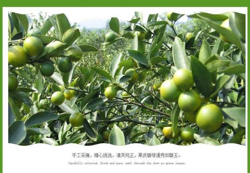 酸桔，海南酸桔，海南酸桔子，酸桔子，酸橘