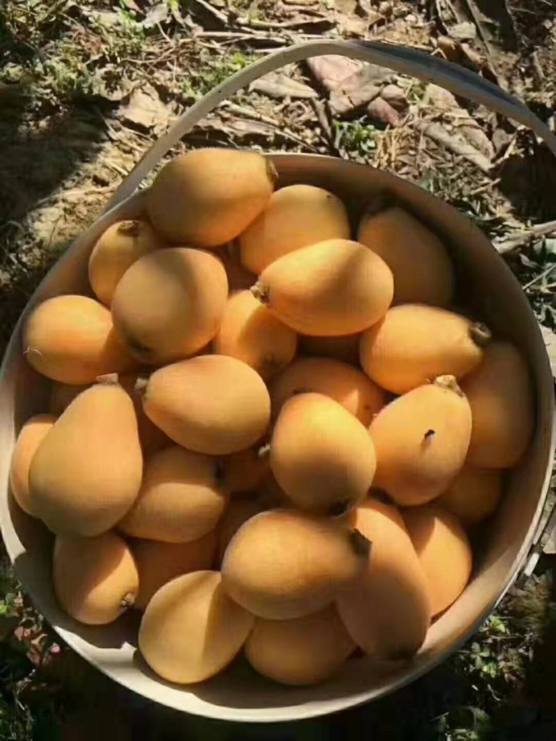米易五星枇杷