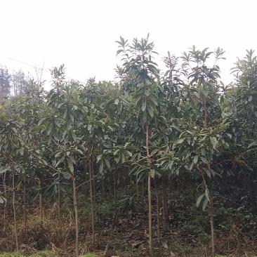 枇杷树