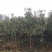 枇杷树