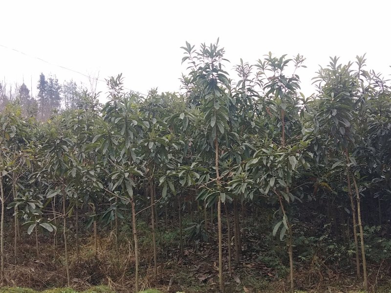枇杷树